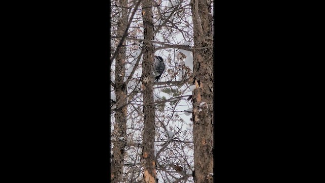 Black-backed Woodpecker - ML627143402