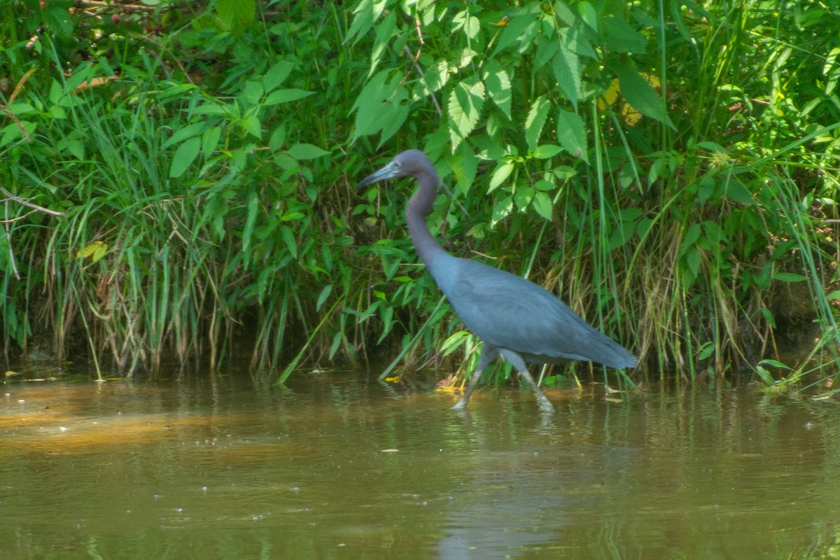 Little Blue Heron - ML627143437