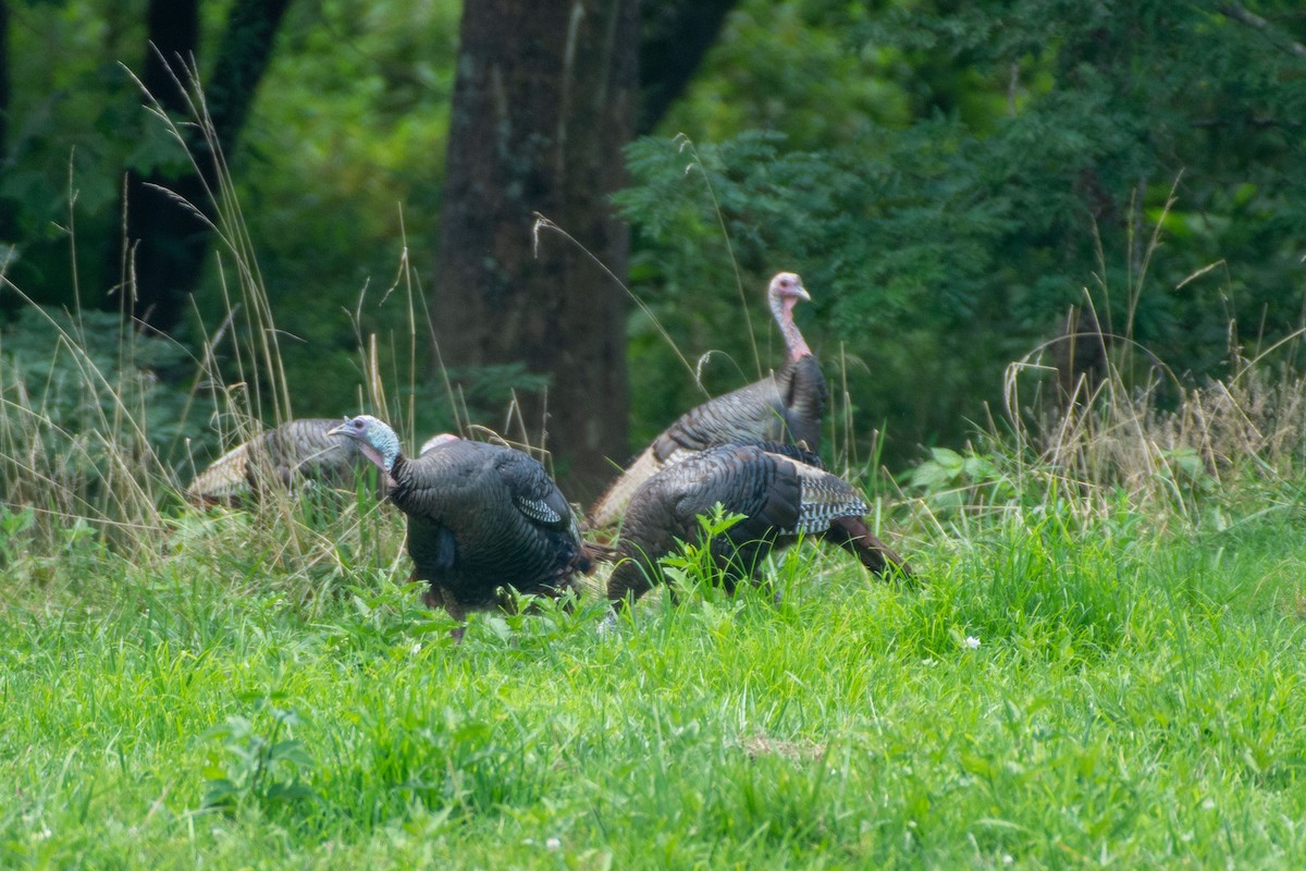 Wild Turkey - ML627143439