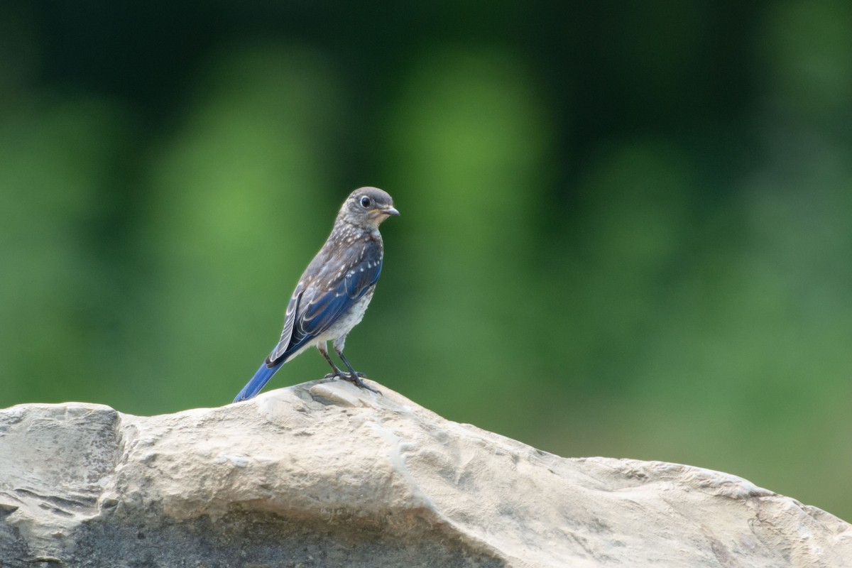 Eastern Bluebird - ML627143444