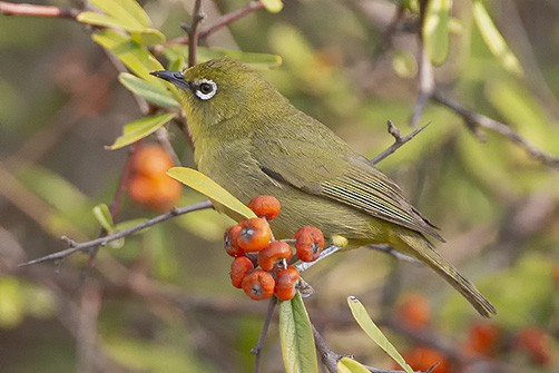 Cape White-eye (Green) - ML627143492