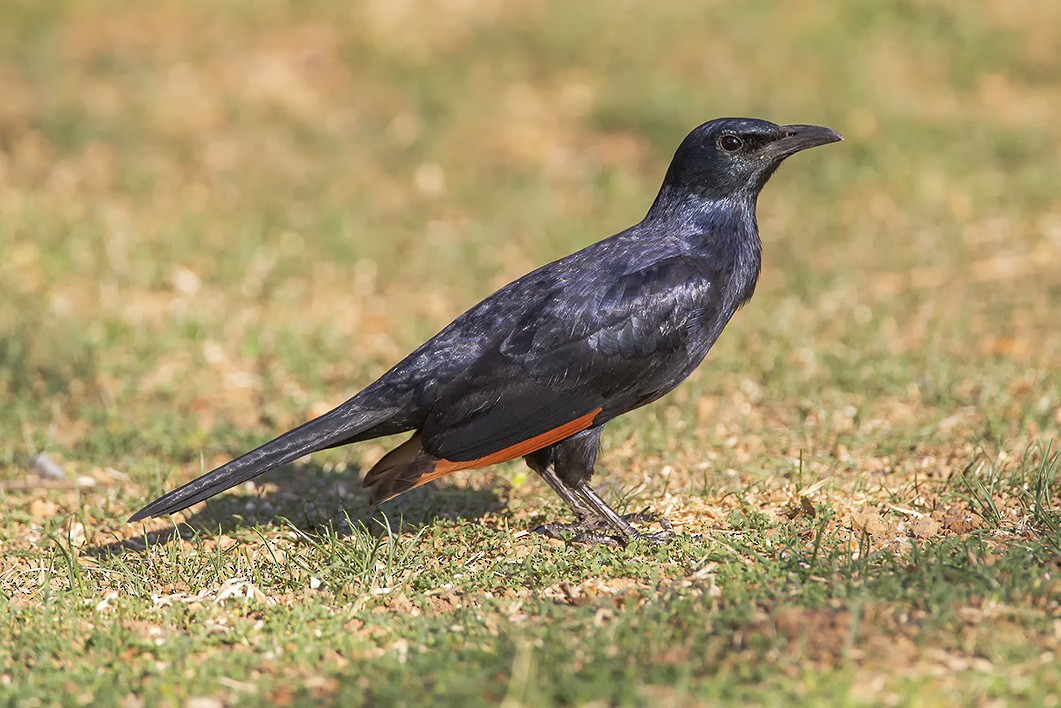 Red-winged Starling - ML627143678