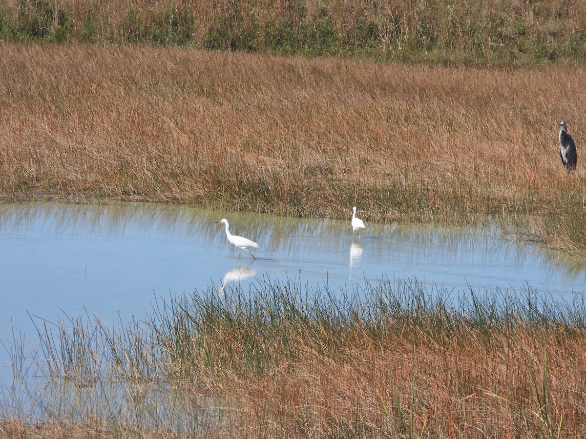 Snowy Egret - ML627143757