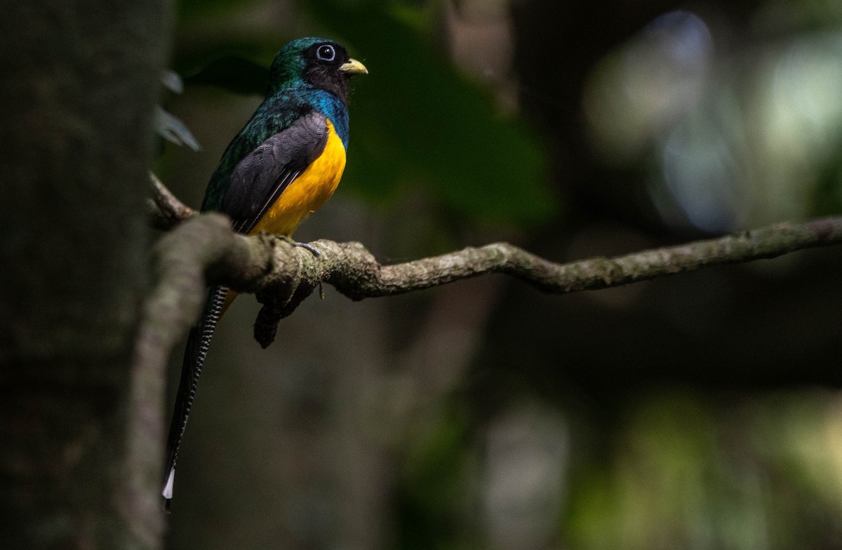 Atlantic Black-throated Trogon - ML627143891