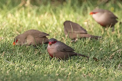 Common Waxbill - ML627143904