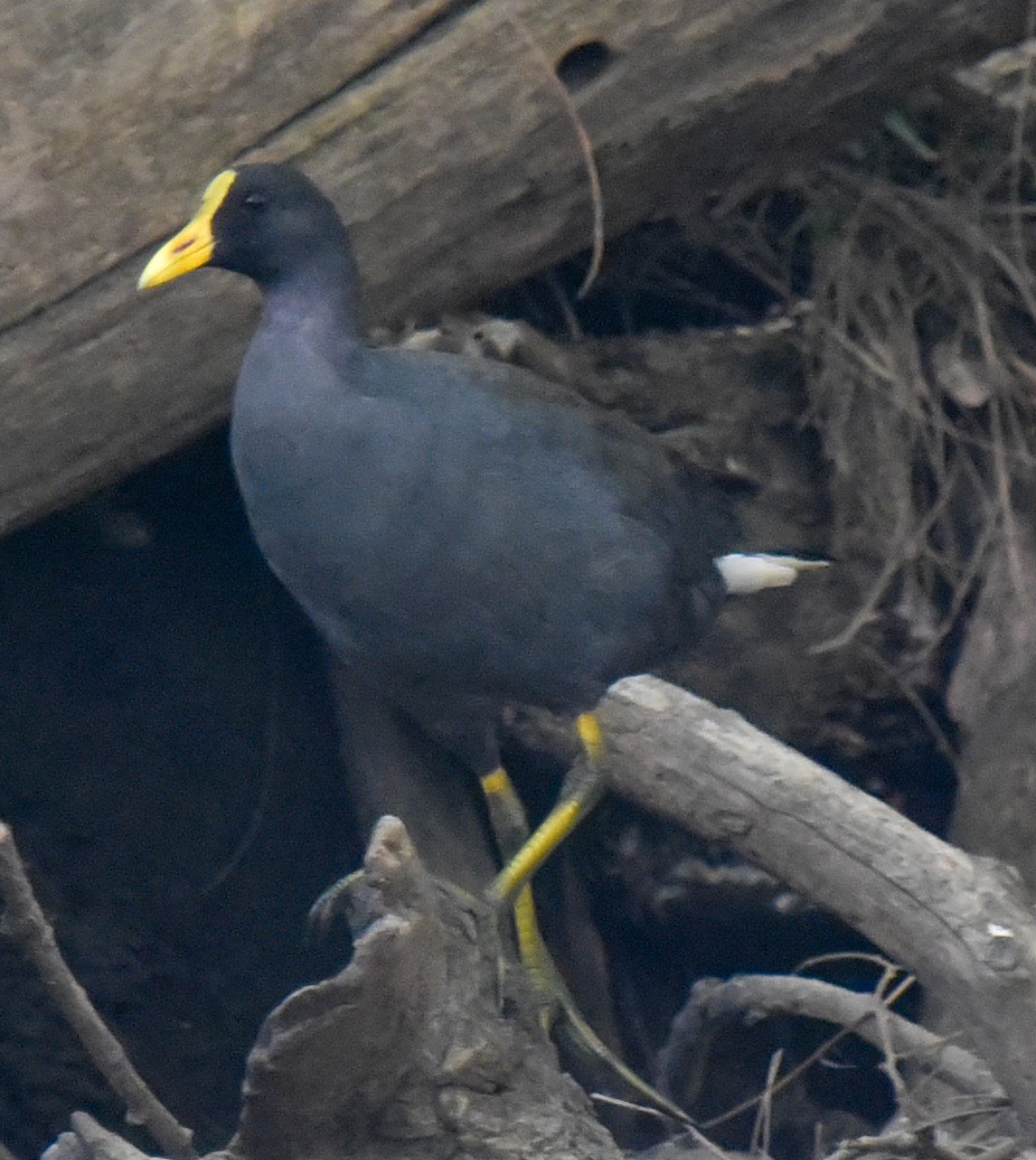 Dusky Moorhen - ML627143922