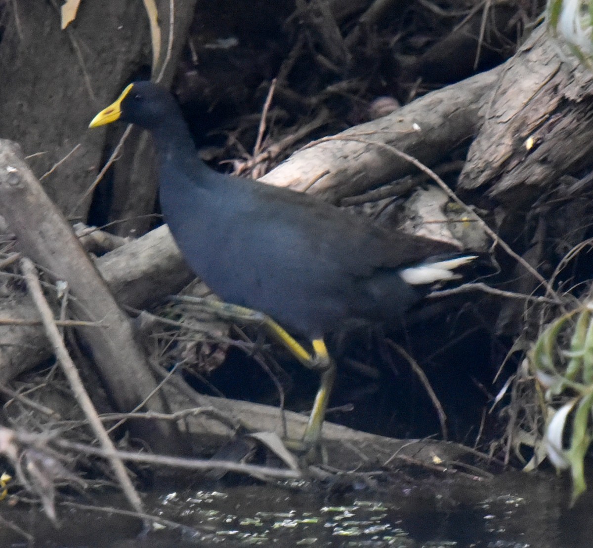 Dusky Moorhen - ML627143924