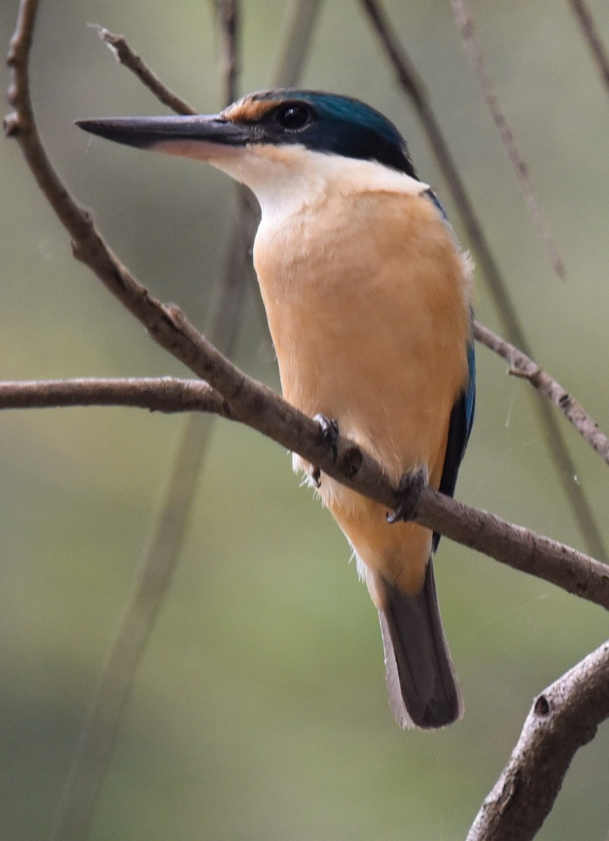 Sacred Kingfisher - ML627143938