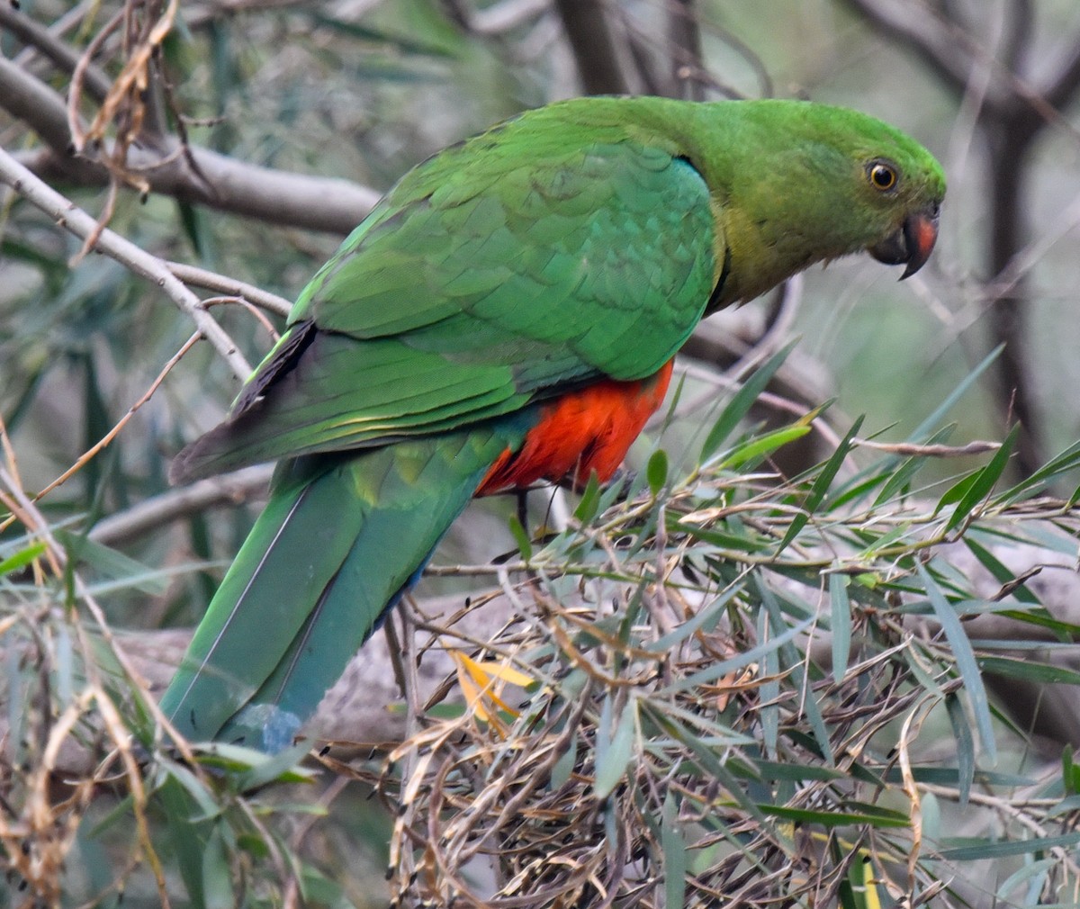 Australian King-Parrot - ML627143996