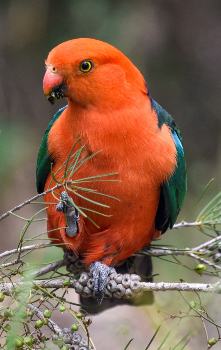 Australian King-Parrot - ML627143997