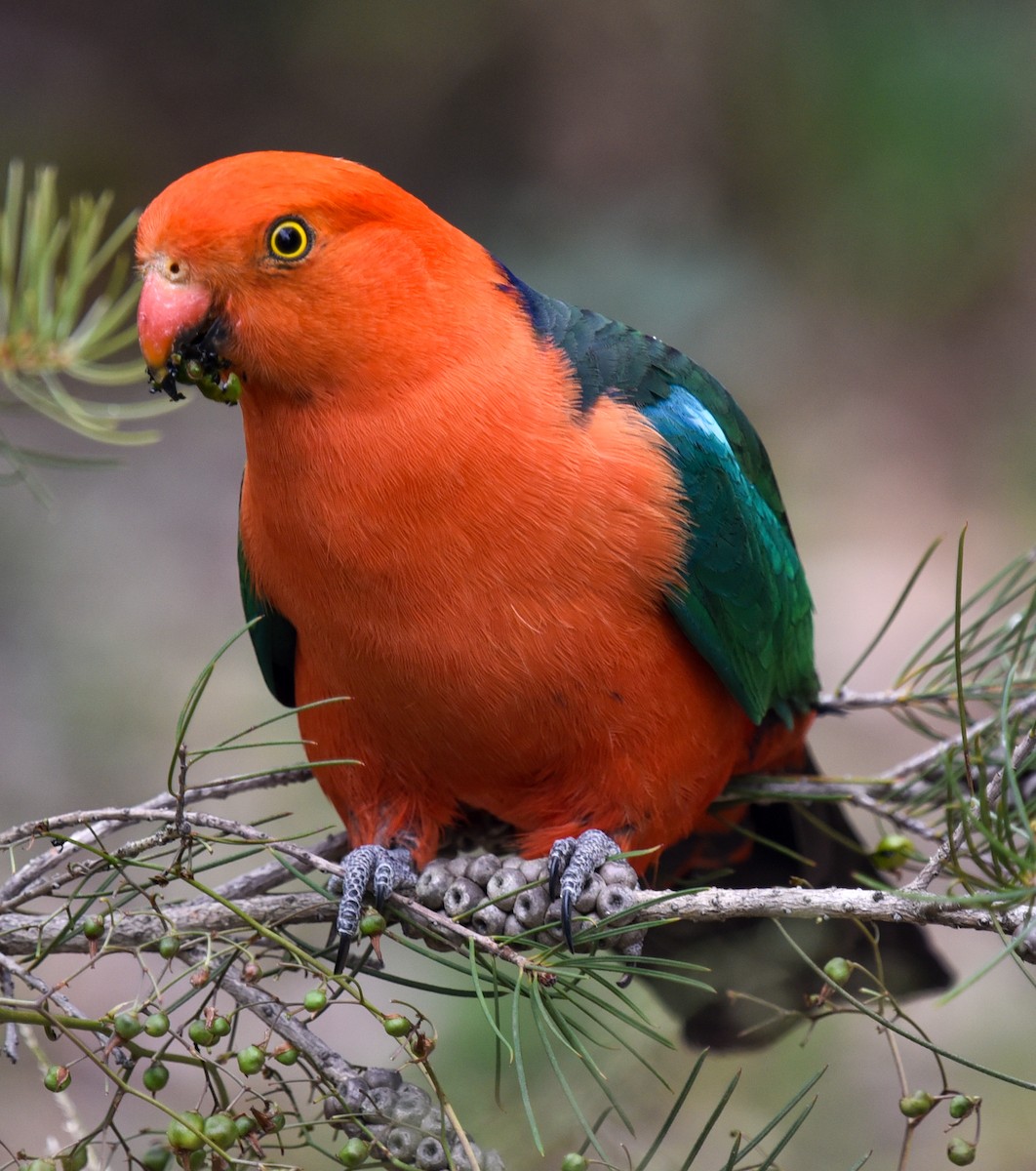 Australian King-Parrot - ML627144001