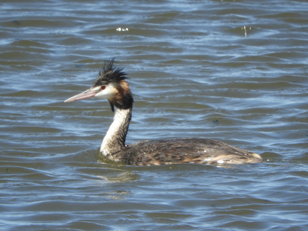 Great Crested Grebe - Charles Silveira