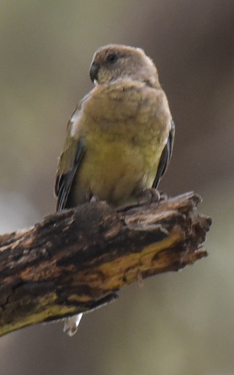 Red-rumped Parrot - ML627144021