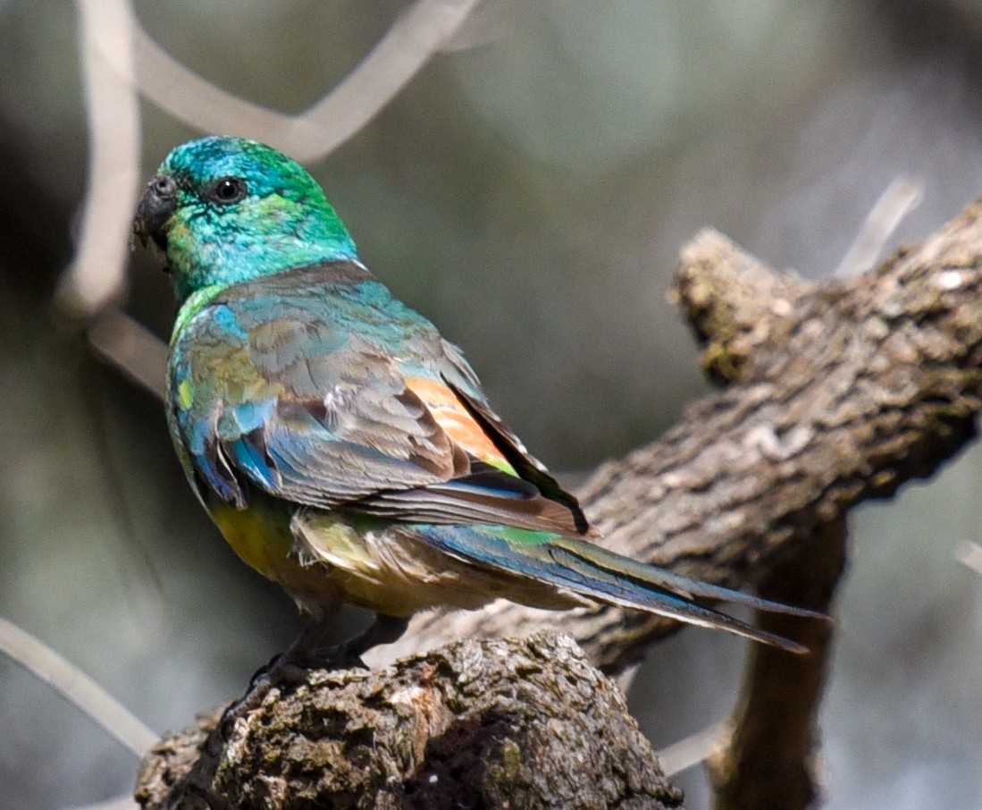 Red-rumped Parrot - ML627144022