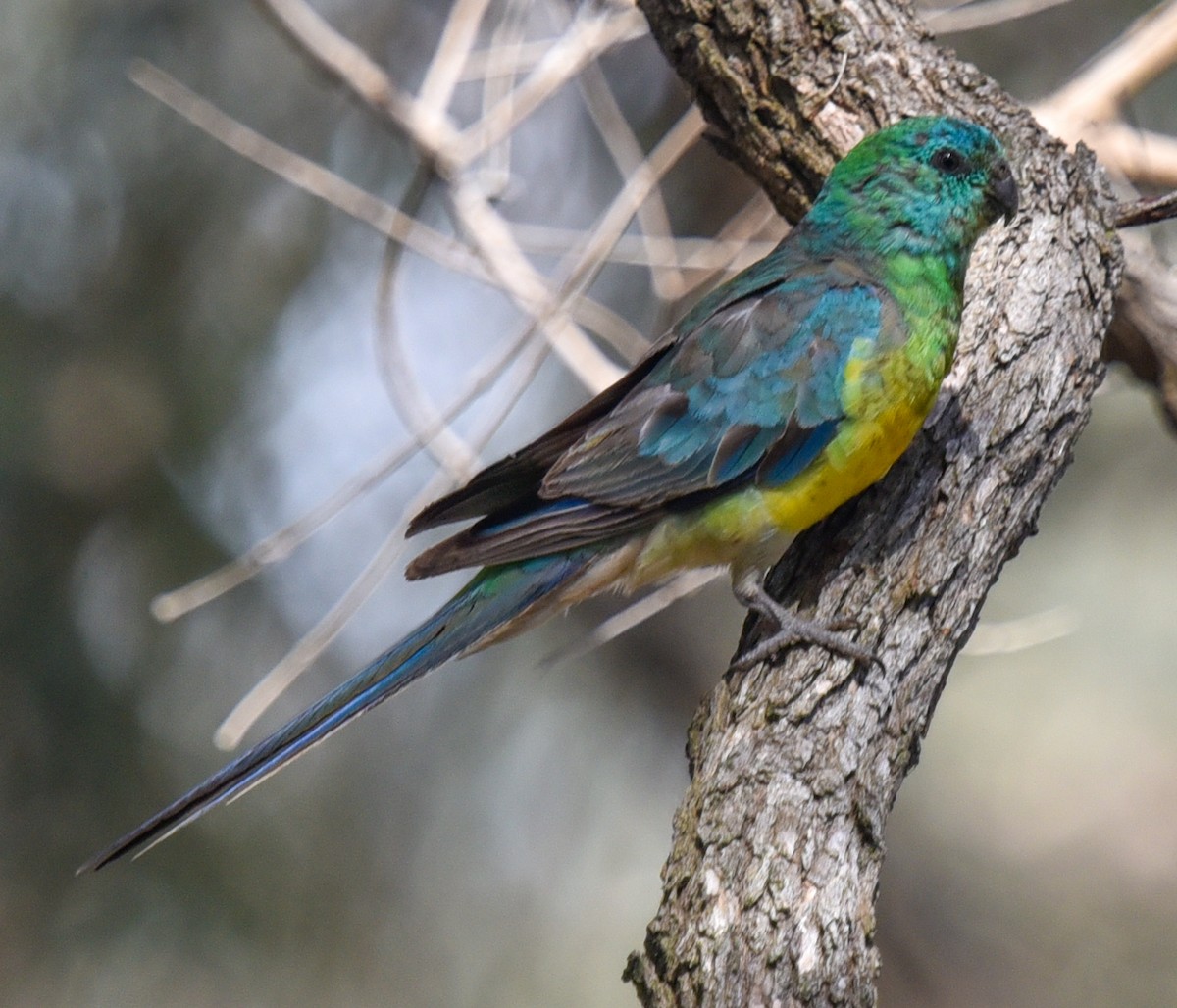 Red-rumped Parrot - ML627144023