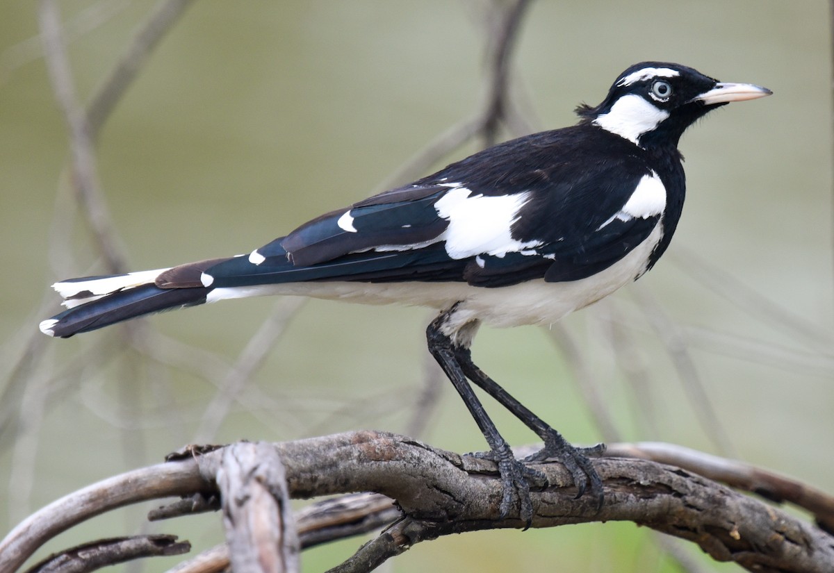 Magpie-lark - ML627144053