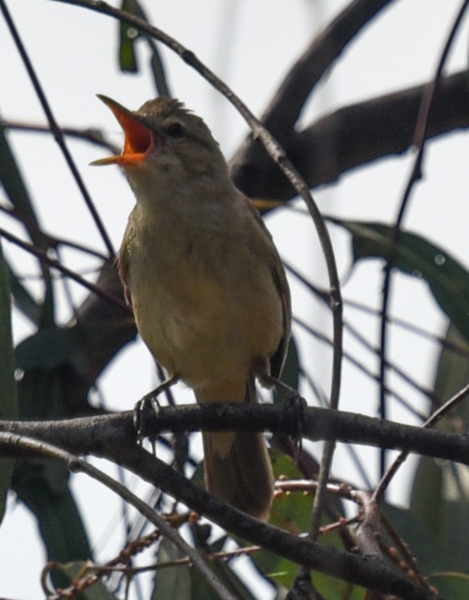 Australian Reed Warbler - ML627144063