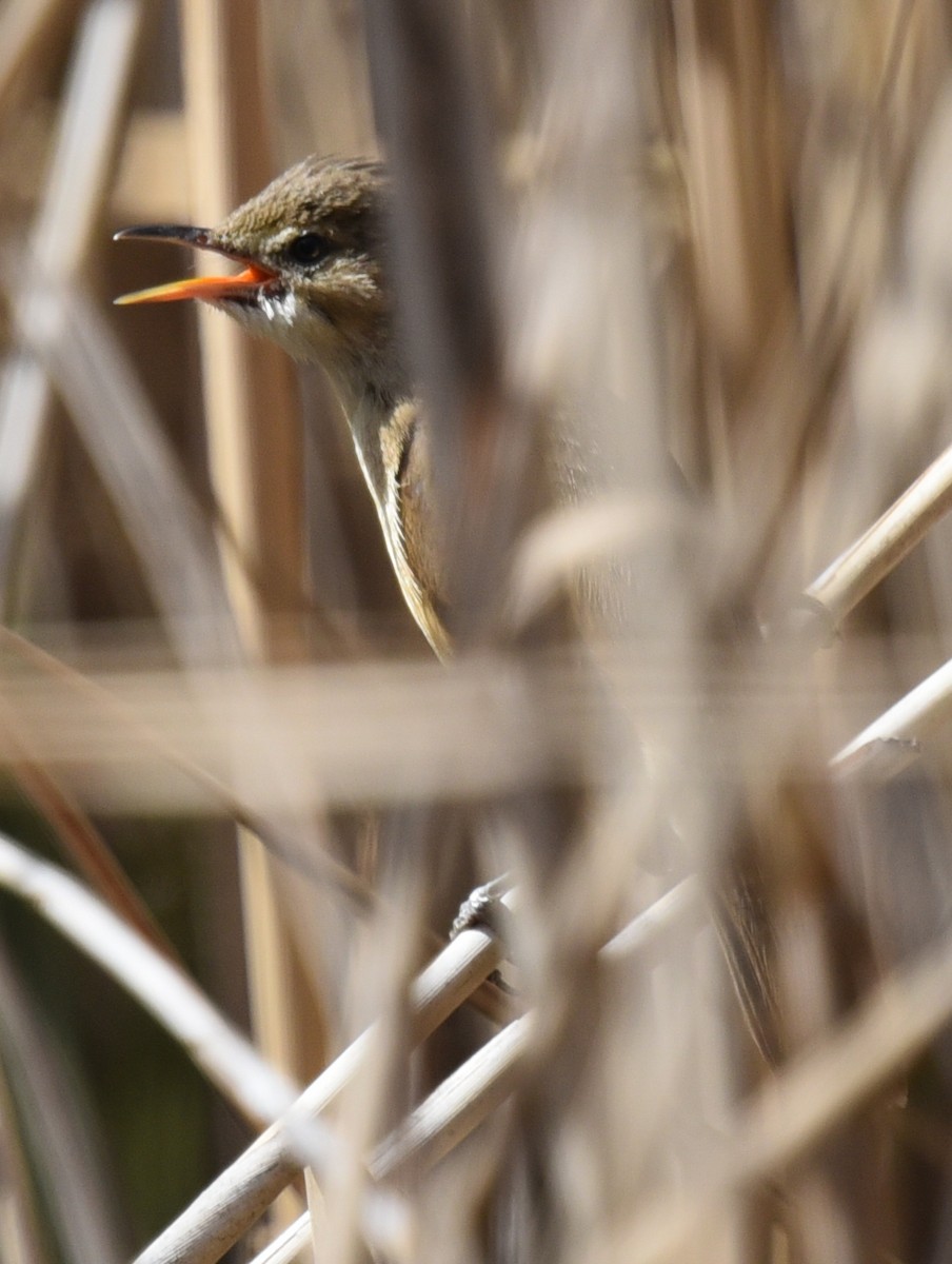 Australian Reed Warbler - ML627144064