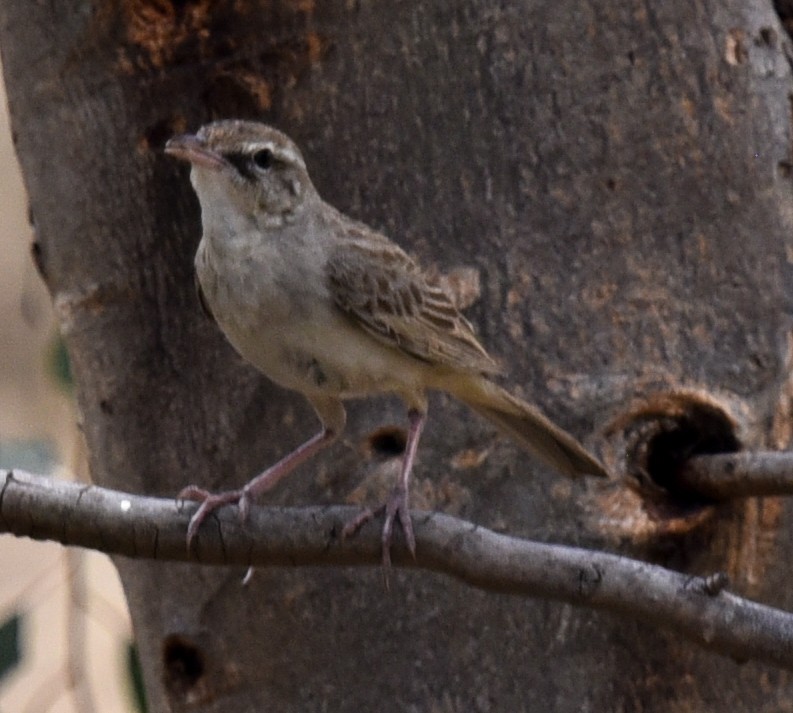 Rufous Songlark - ML627144080