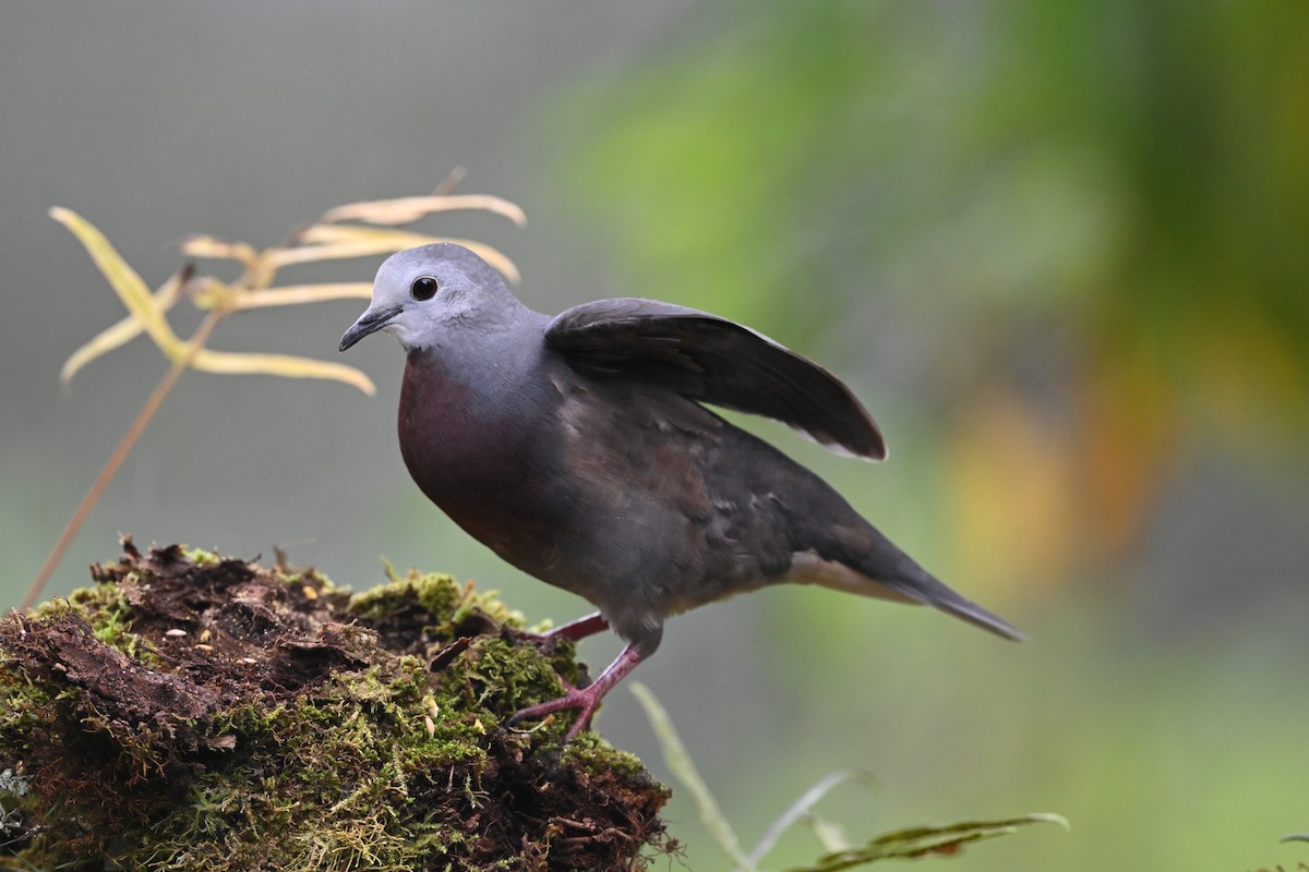 Maroon-chested Ground Dove - ML627144086