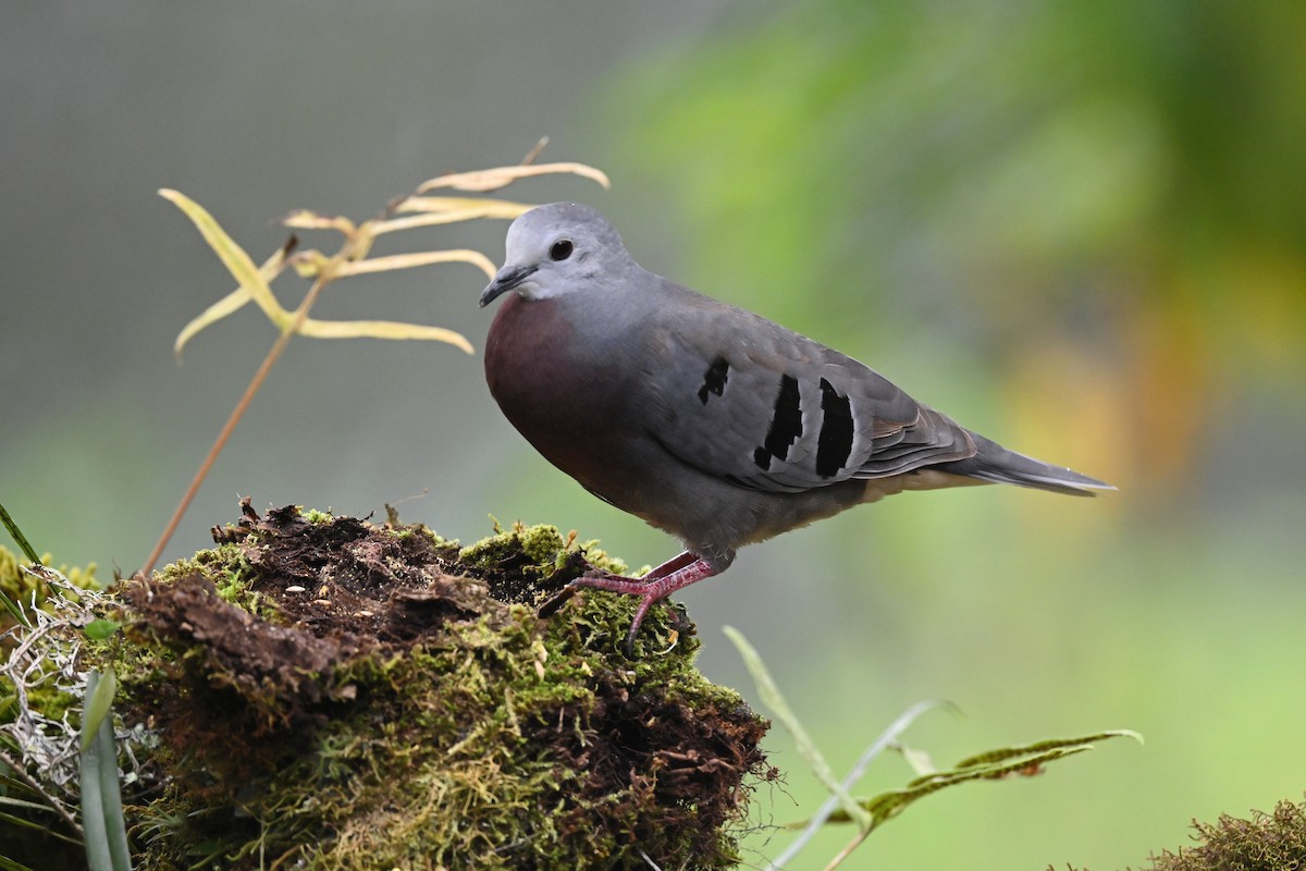 Maroon-chested Ground Dove - ML627144087
