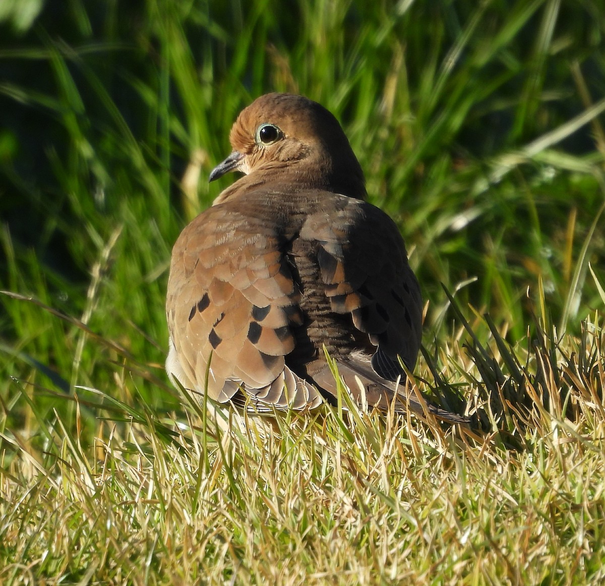 Mourning Dove - ML627144229