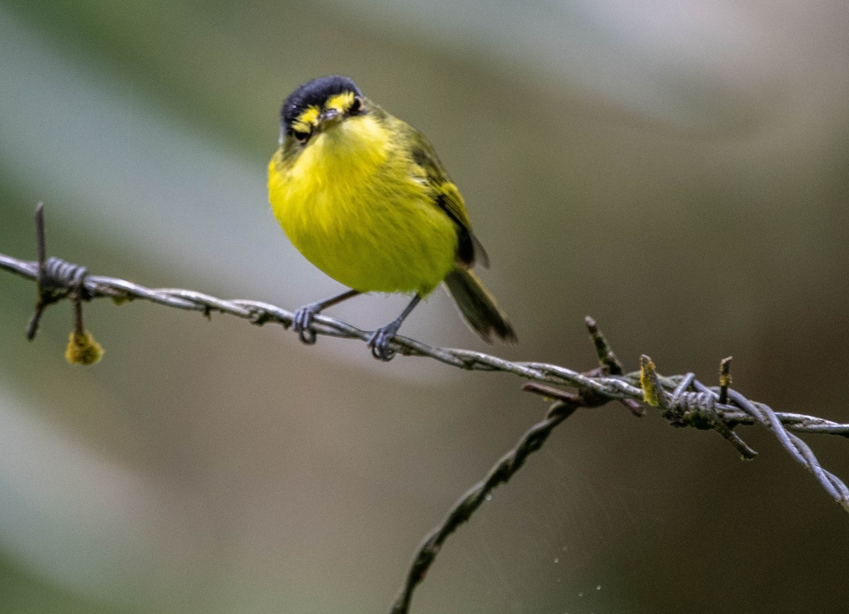 Gray-headed Tody-Flycatcher - ML627144402