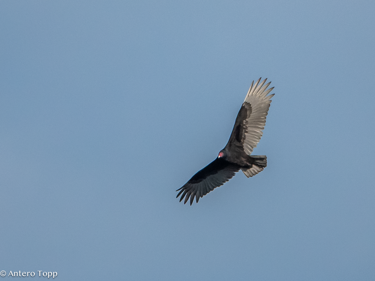 Turkey Vulture - ML627144597