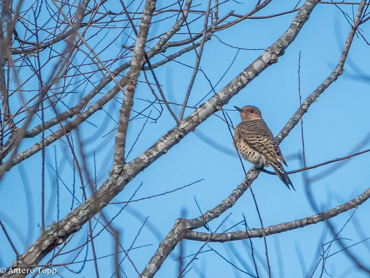 Northern Flicker - ML627144604