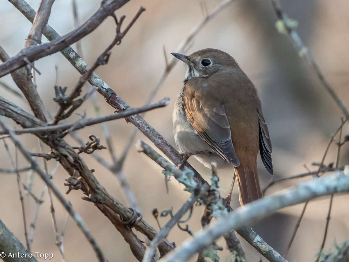 Hermit Thrush - ML627144615