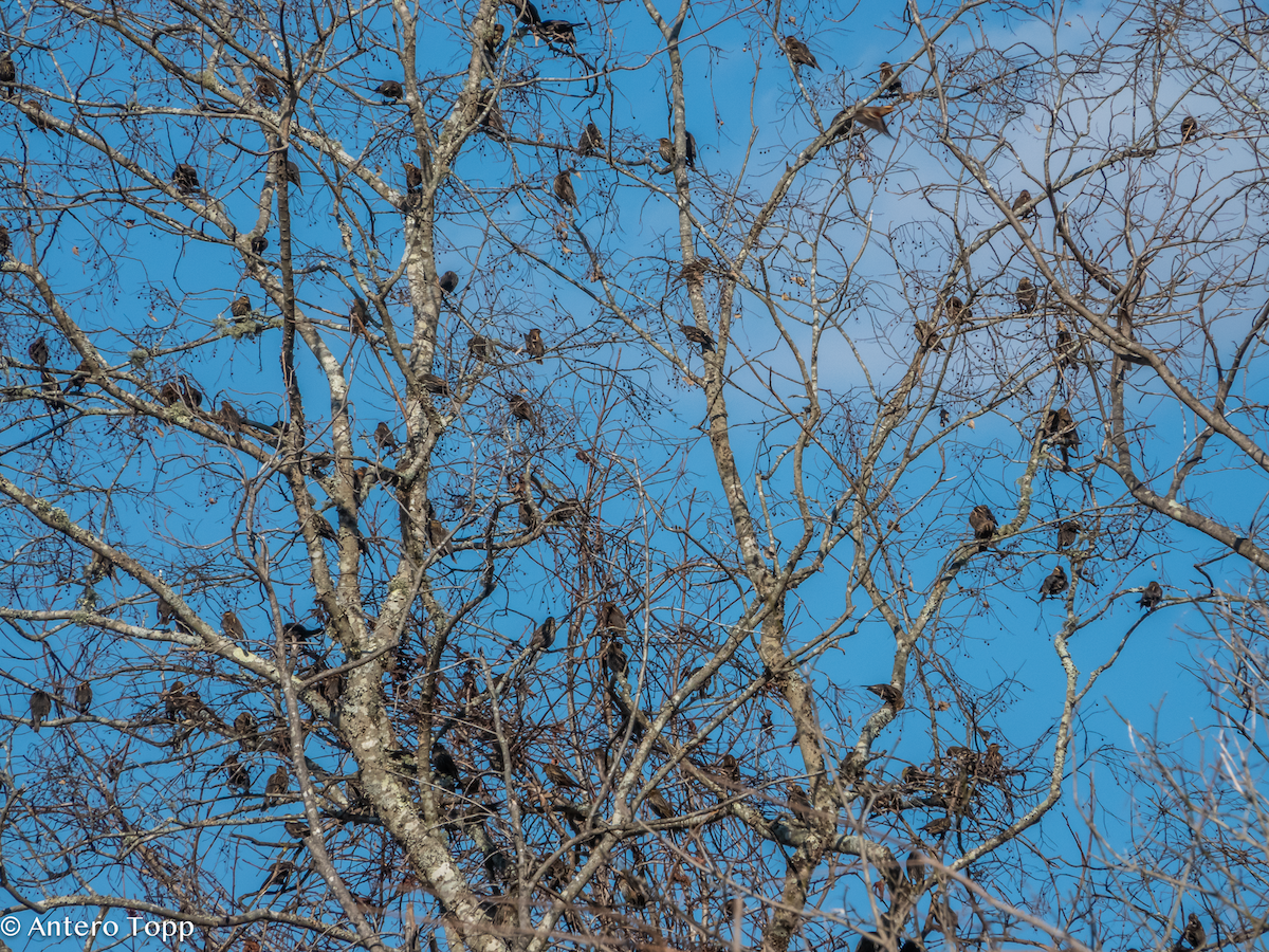 Red-winged Blackbird - ML627144624