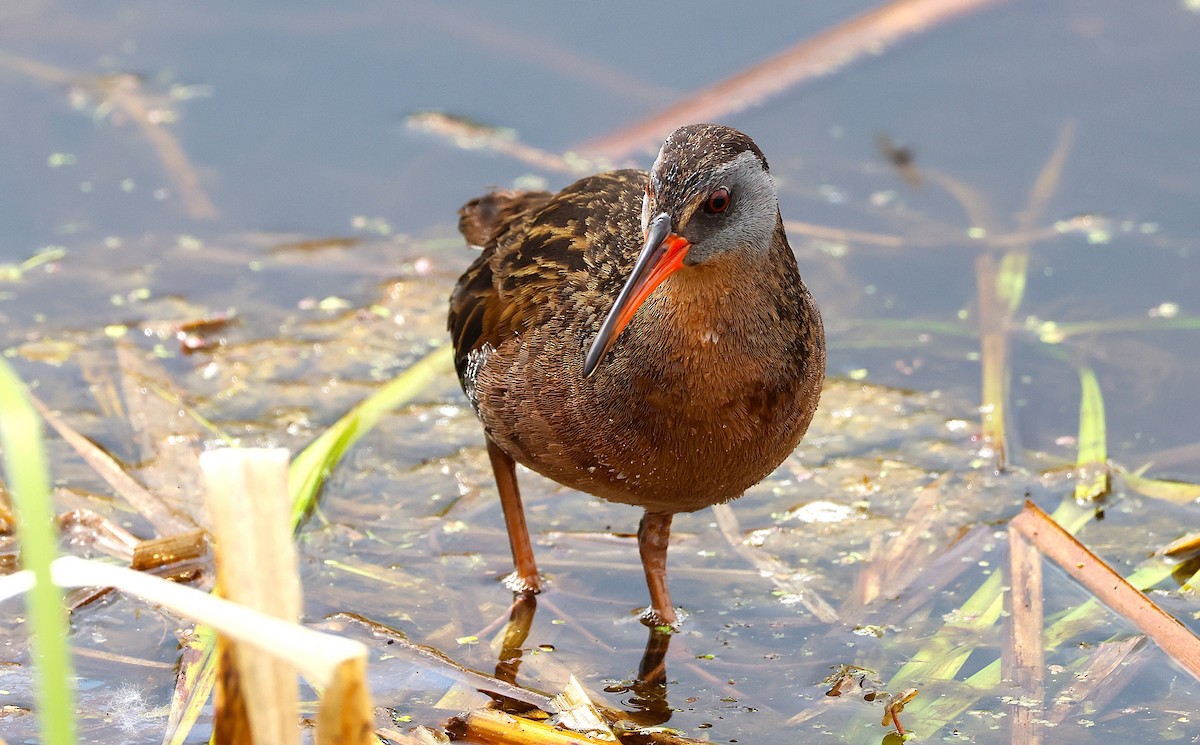 Virginia Rail - ML627144955