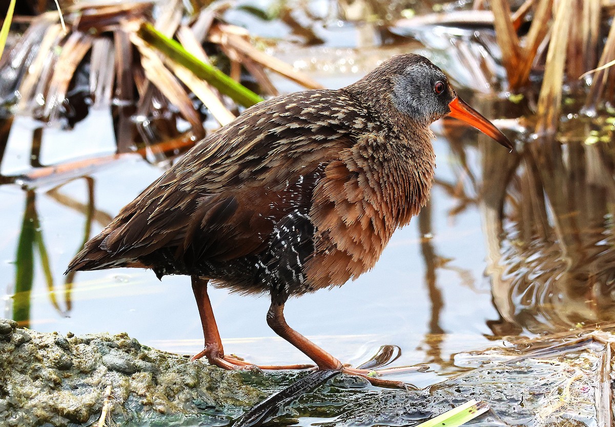 Virginia Rail - ML627144982