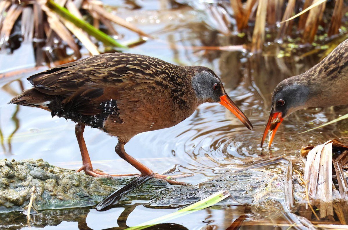 Virginia Rail - ML627144994