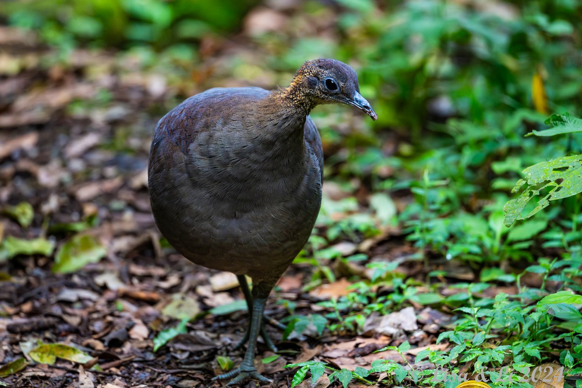 Solitary Tinamou - ML627145014