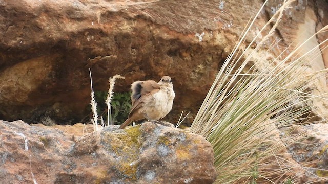 Buff-breasted Earthcreeper - ML627145066