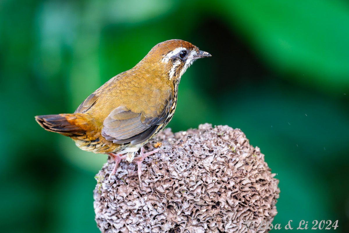 Such's Antthrush - ML627145083
