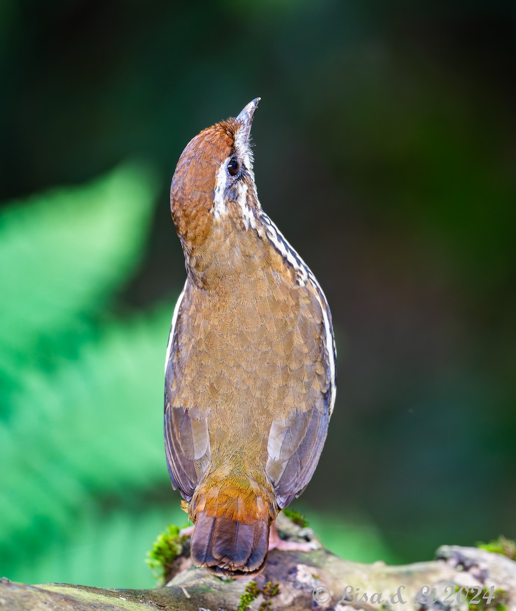 Such's Antthrush - ML627145084