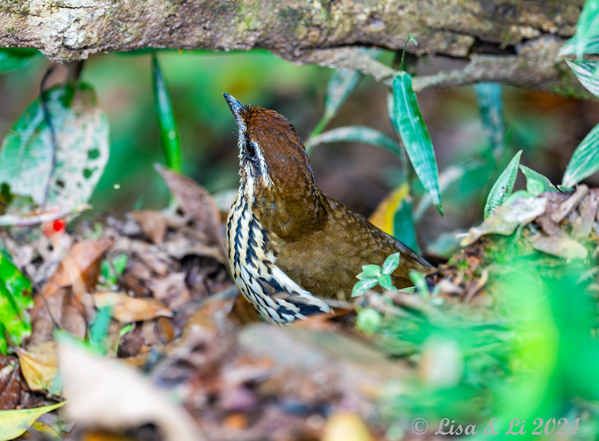 Such's Antthrush - ML627145085