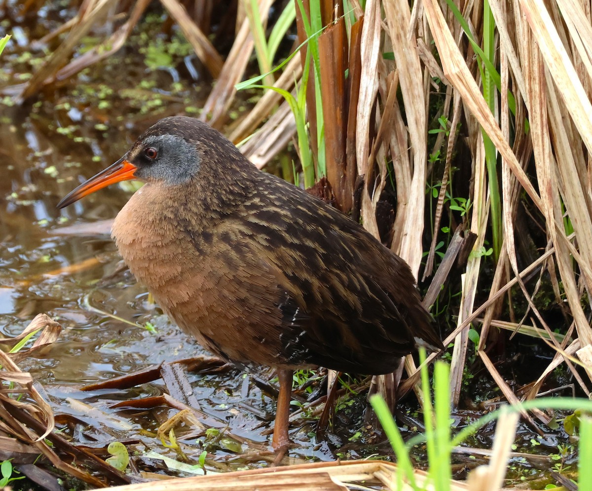Virginia Rail - ML627145095