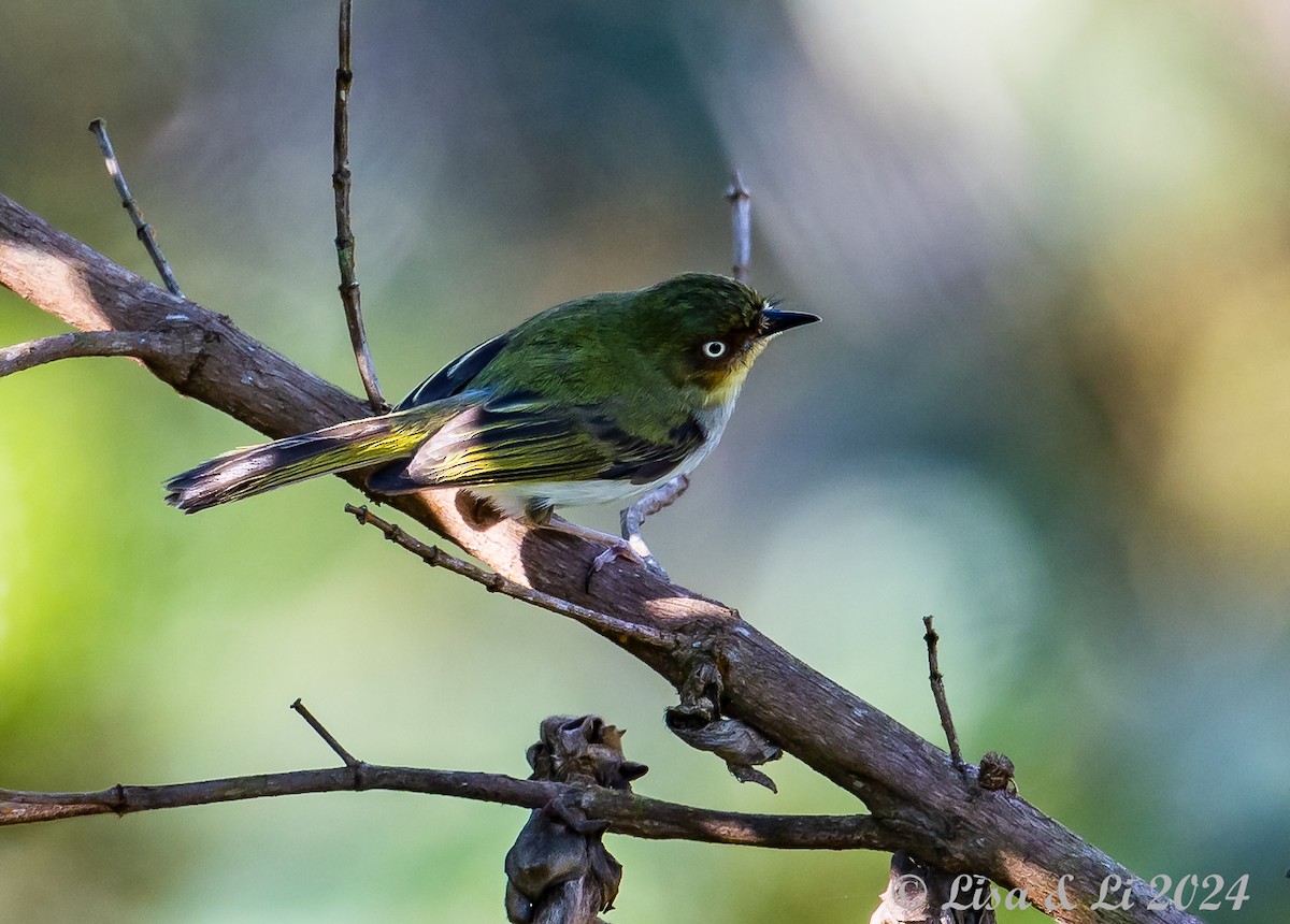 Bay-ringed Tyrannulet - ML627145137