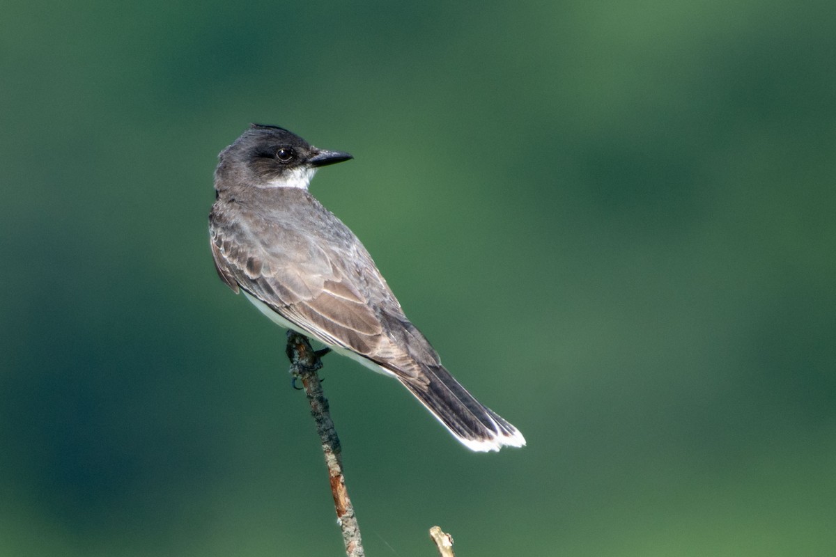 Eastern Kingbird - ML627145203