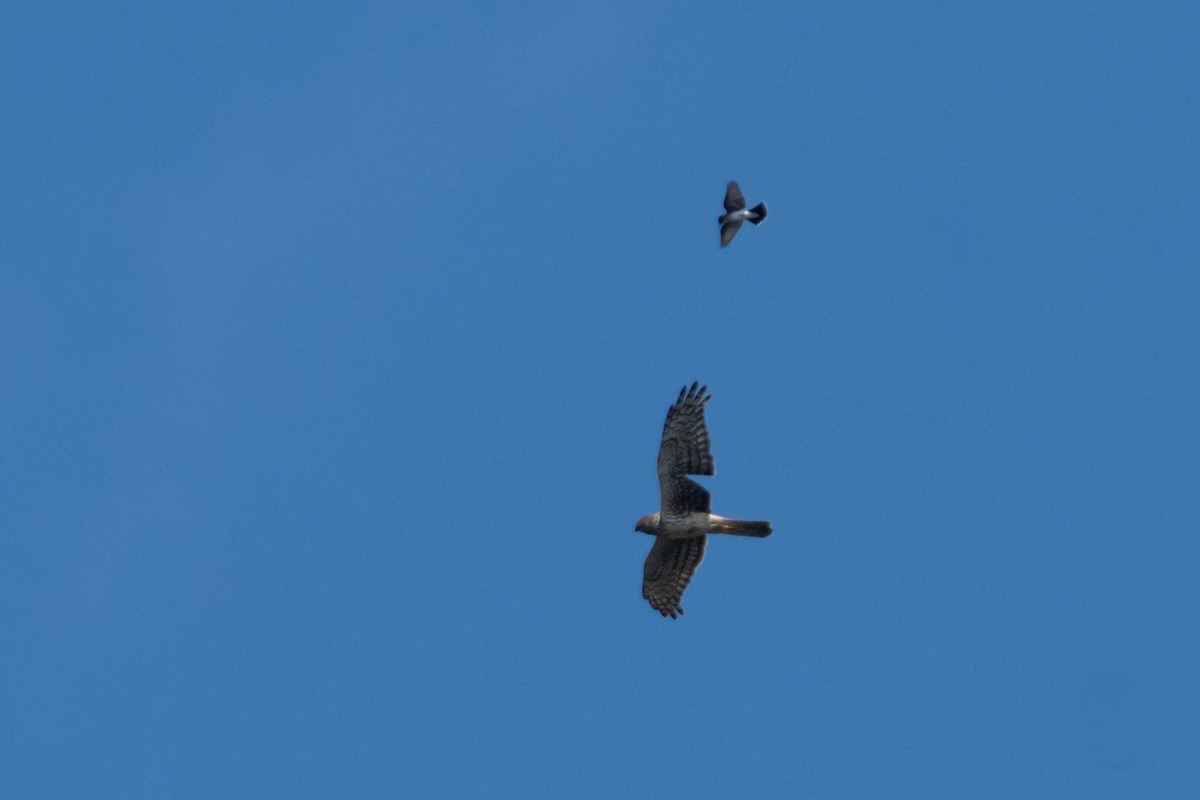 Northern Harrier - ML627145204