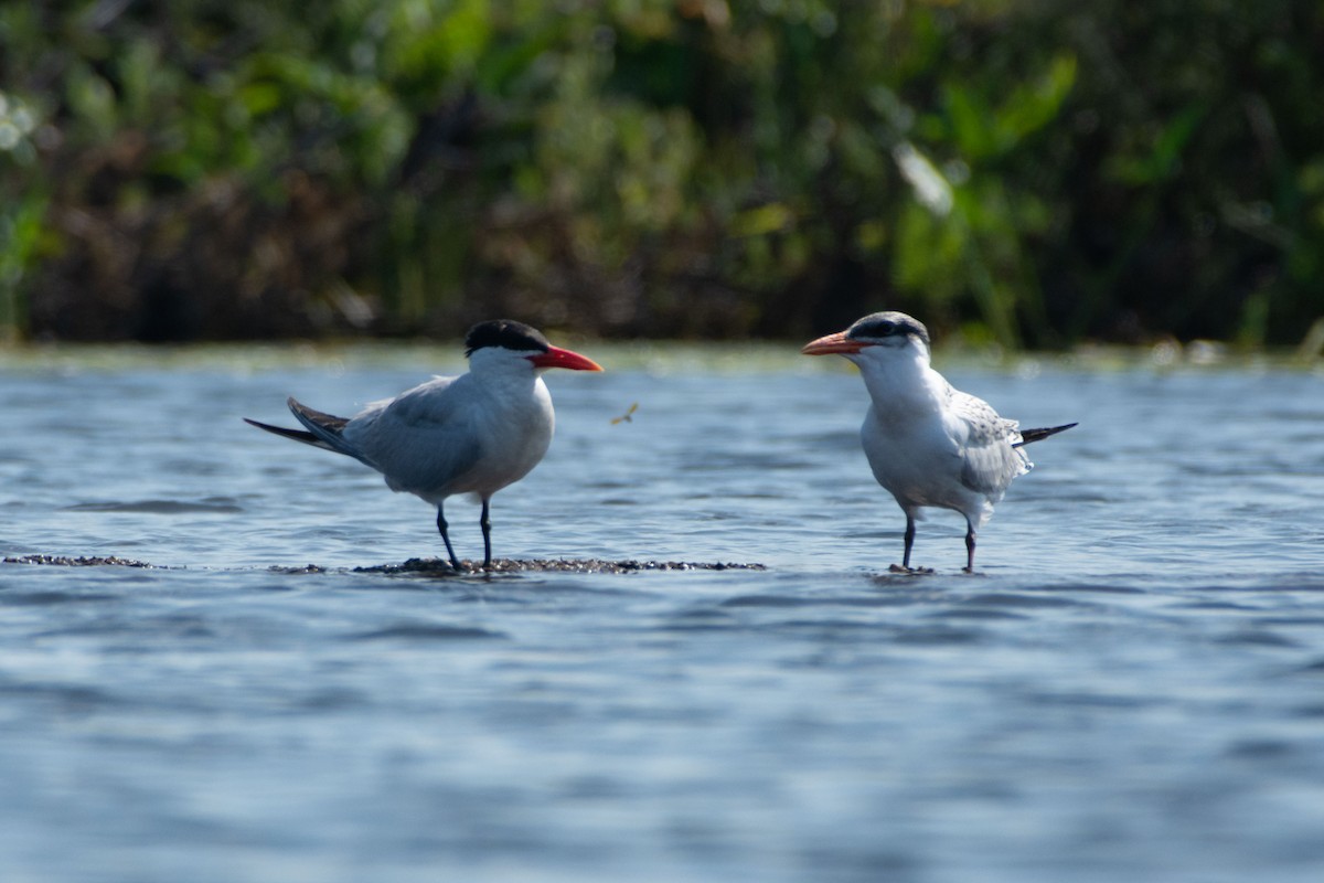 Caspian Tern - ML627145208