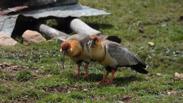 Andenibis - ML627145346