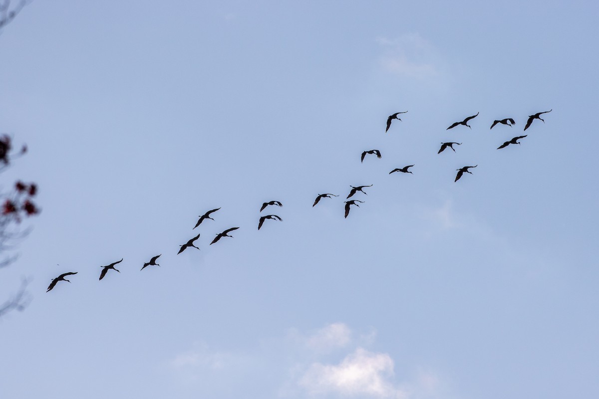 Sandhill Crane - ML627145362