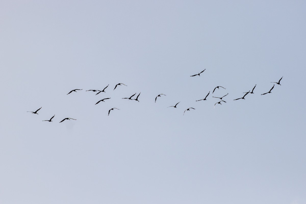 Sandhill Crane - ML627145408