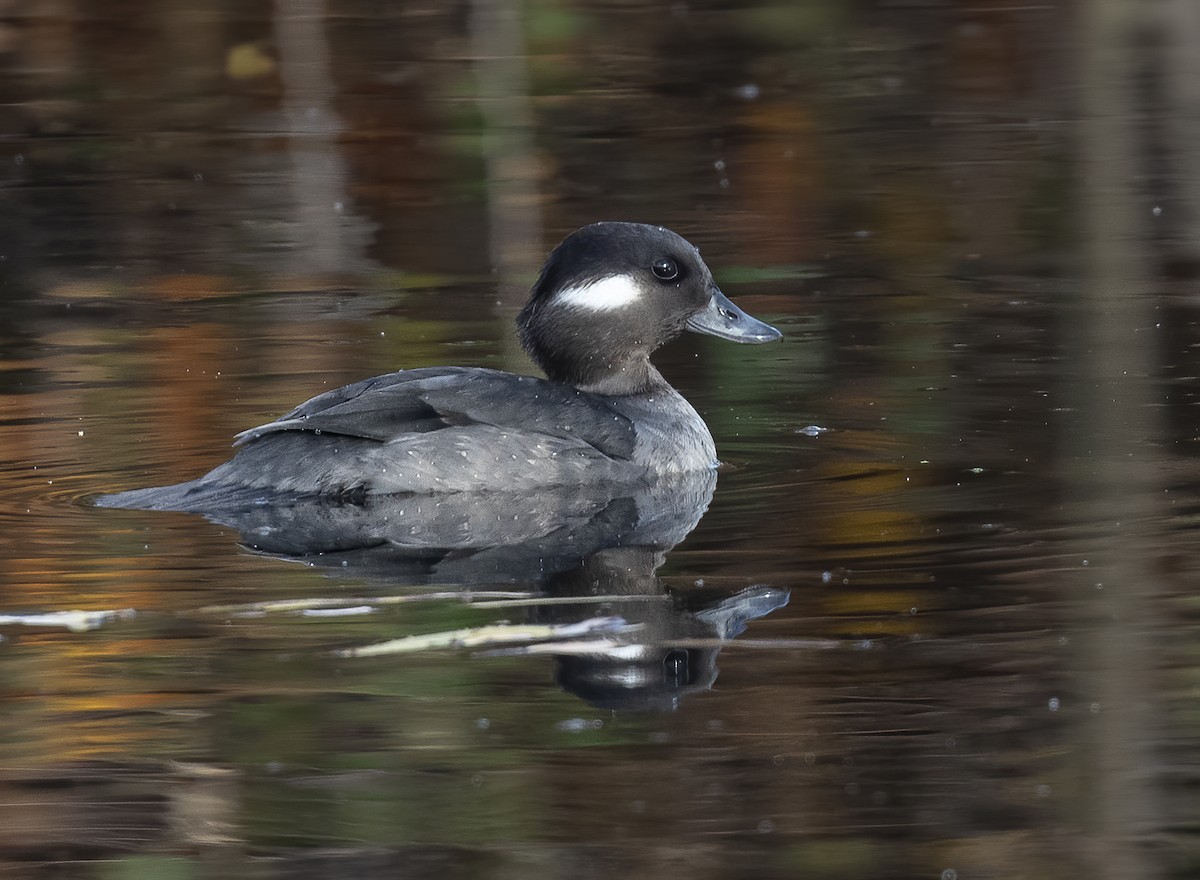 Bufflehead - ML627145502