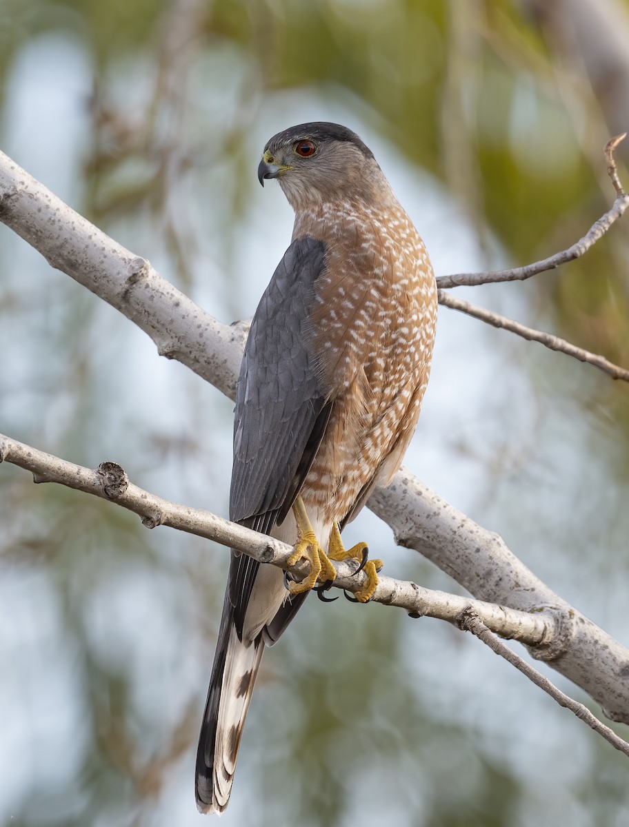 Cooper's Hawk - ML627145515