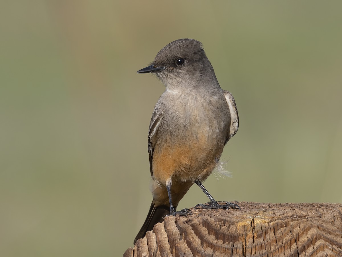 Say's Phoebe - ML627145521